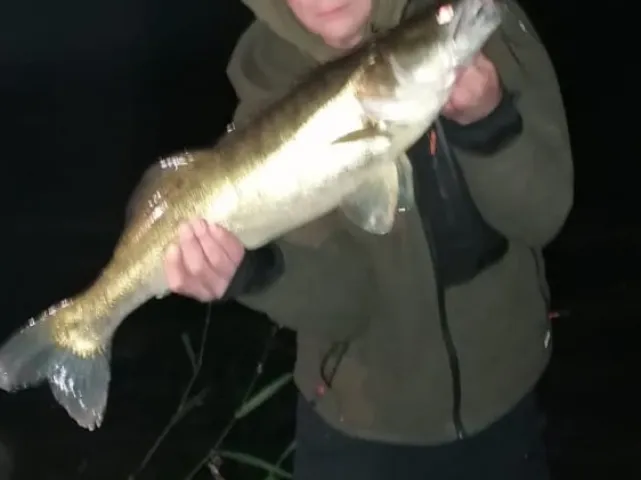 Zander