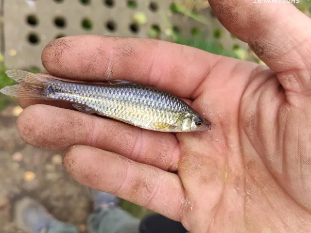 Blaubandbärbling