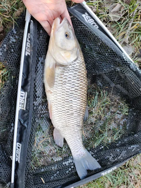 Döbel