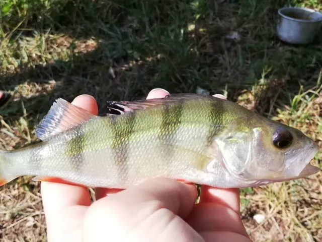 Flussbarsch