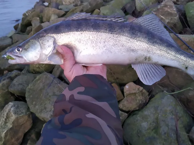 Zander
