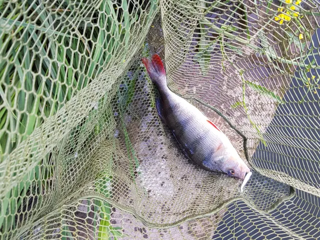 Flussbarsch