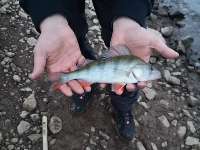 Flussbarsch