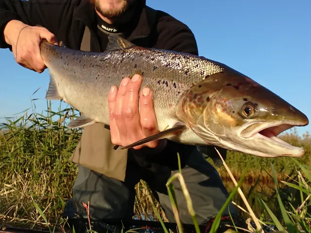 Lachs