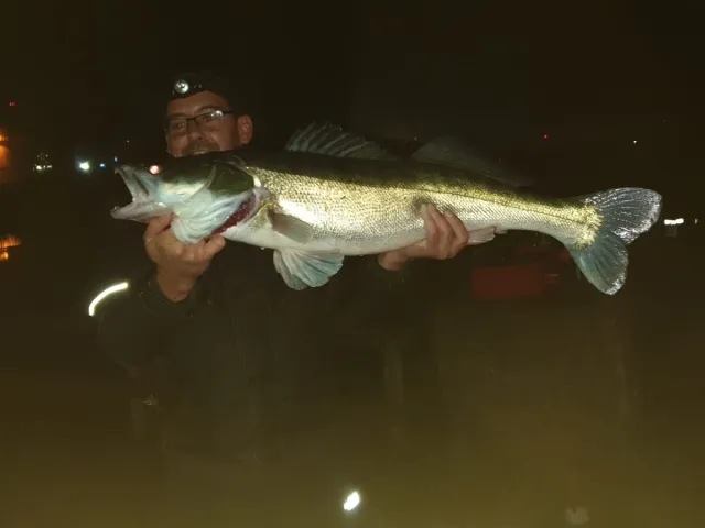 Zander