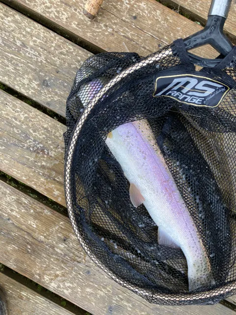 Regenbogenforelle