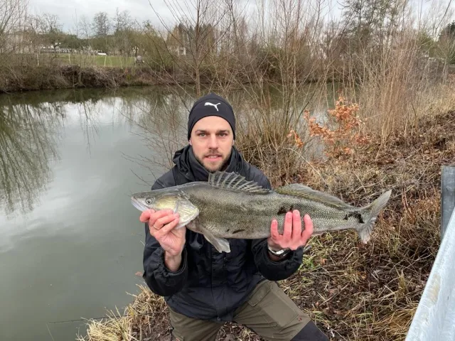 Zander