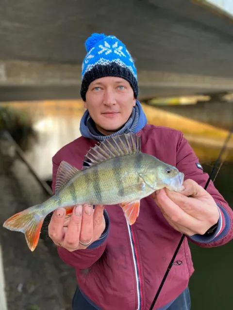 Flussbarsch