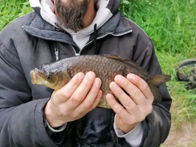 Karausche