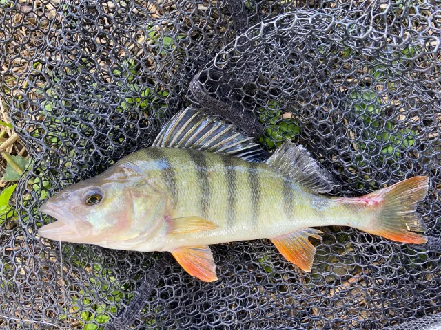 Flussbarsch