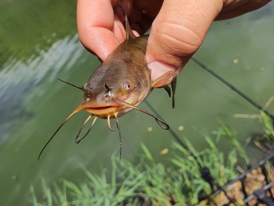 Rußweiher (Eschenbach) ALLE ANGELN