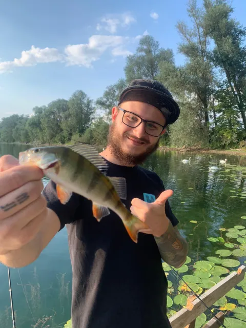 Flussbarsch