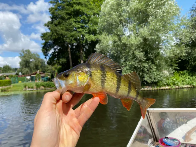 Flussbarsch