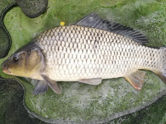 Karpfen