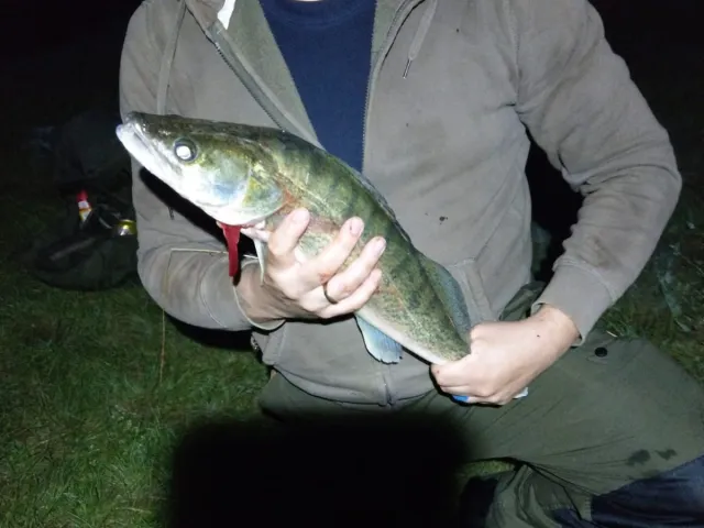 Zander