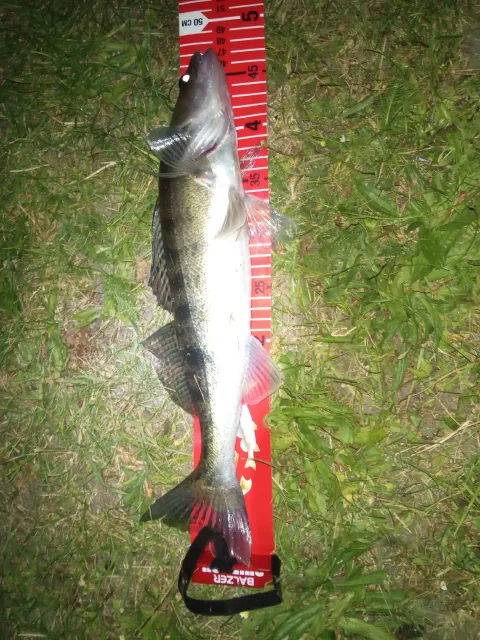 Zander