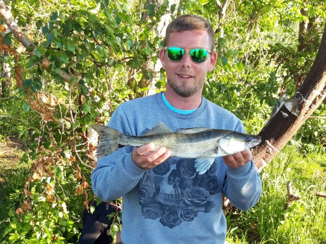 Zander