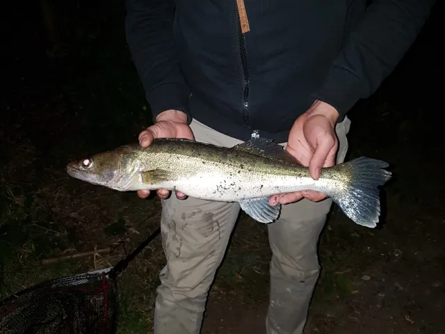 Zander