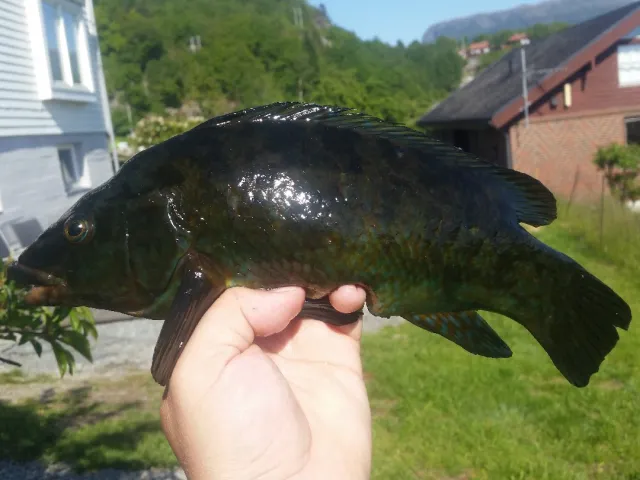 Lippfisch