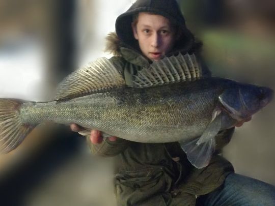 Zander