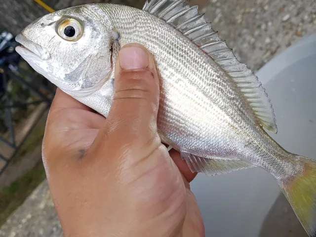 Dorade