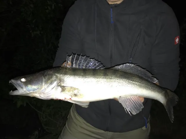 Zander