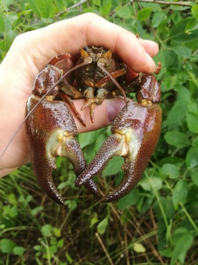 Roter amerikanischer Sumpfkrebs