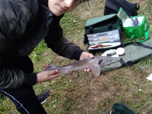 Stör