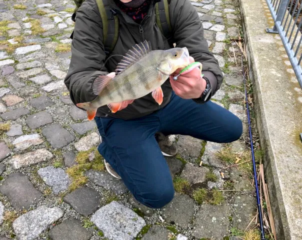 Flussbarsch