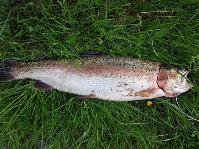 Regenbogenforelle