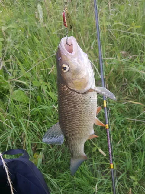 Döbel