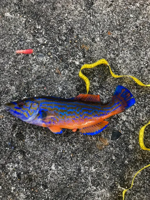 Lippfisch