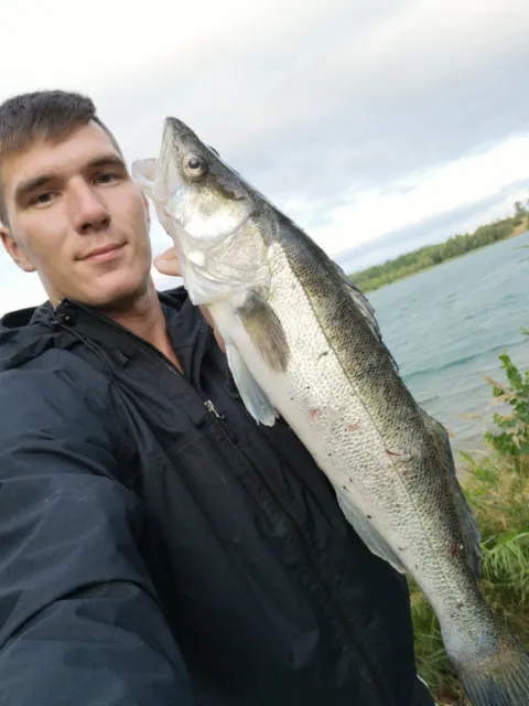 Zander