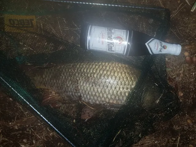 Karpfen