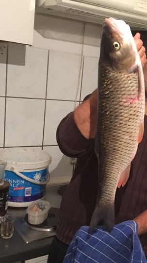 Döbel
