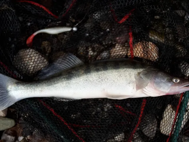 Zander
