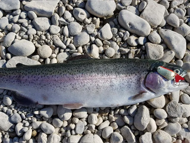 Regenbogenforelle