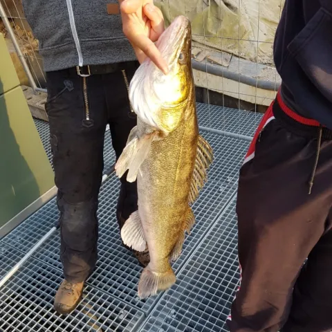 Zander
