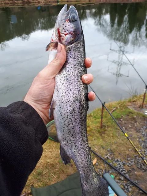 Regenbogenforelle