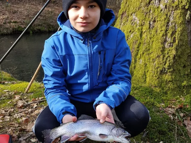 Bachsaibling