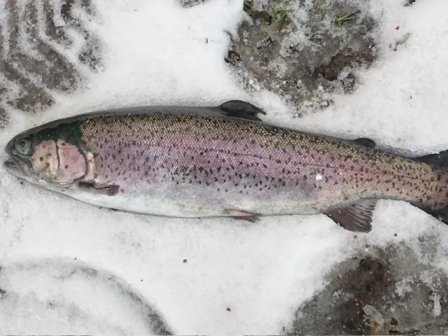 Regenbogenforelle