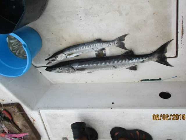 Barrakuda
