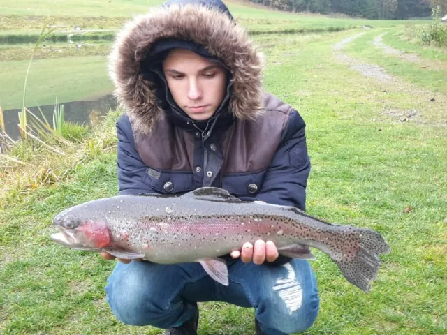Regenbogenforelle