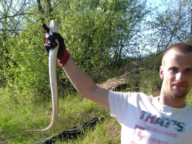 Aal