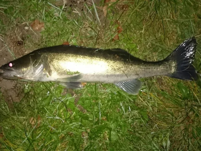 Zander