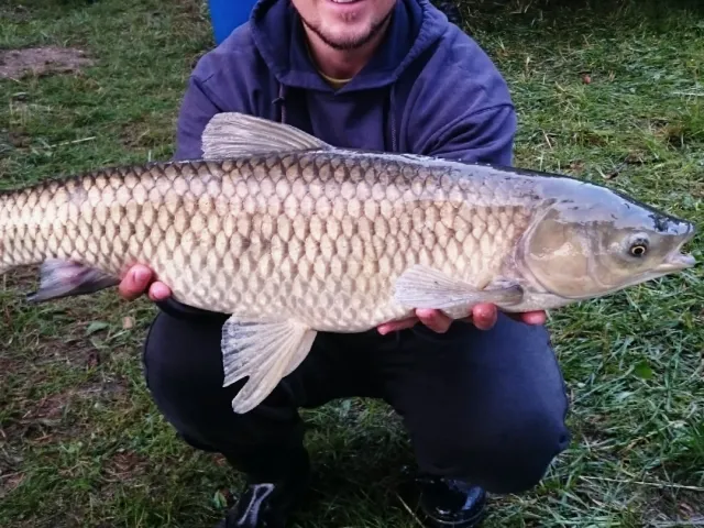 Graskarpfen
