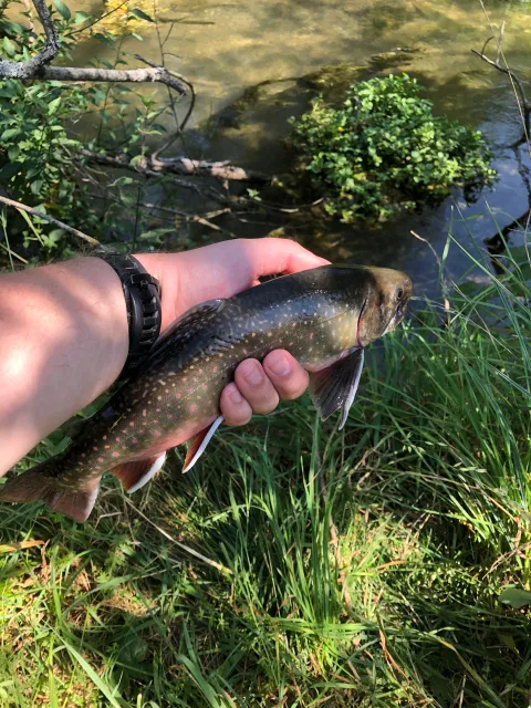 Bachsaibling
