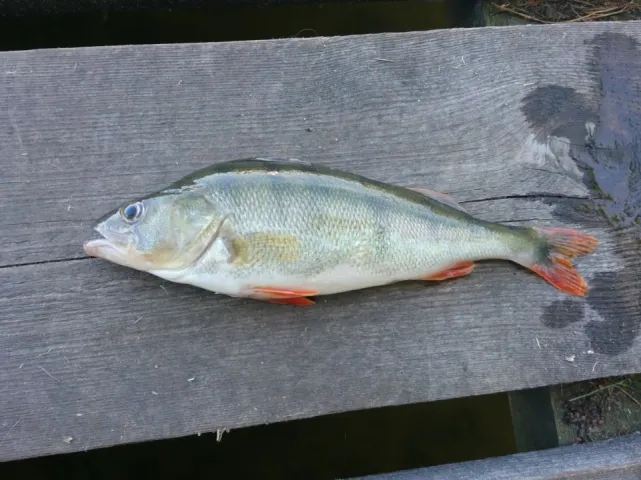 Flussbarsch
