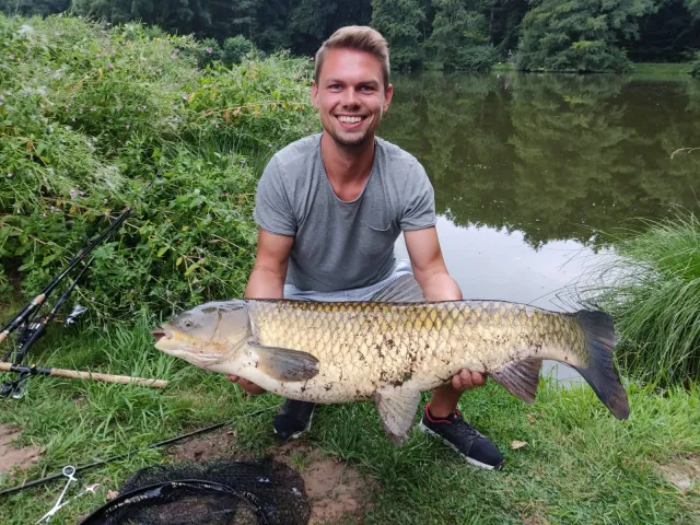 Graskarpfen