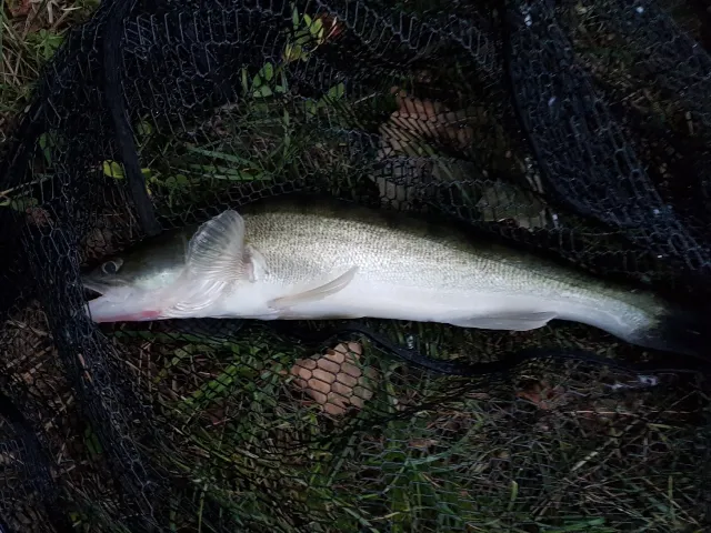 Zander